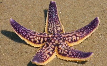 為什么海星是奇妙的動物呢?