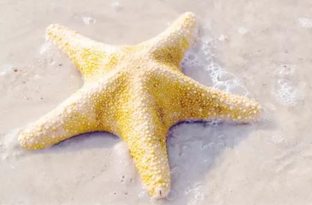 為什么海星是奇妙的動物呢?