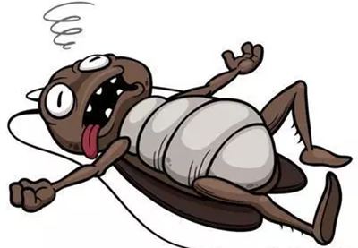 為什么說(shuō)蟑螂是現(xiàn)存最古老的昆蟲(chóng)?