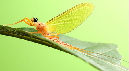 蜉蝣為什么只能活一天?