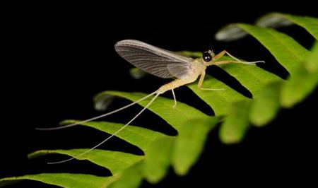 蜉蝣為什么只能活一天?