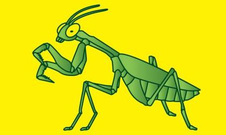 為什么說螳螂是“捕蟲神刀手”？