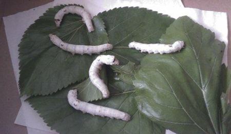 桑蠶為什么喜歡吃桑葉?