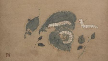 桑蠶為什么喜歡吃桑葉?