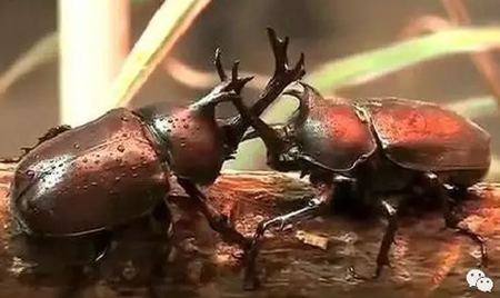 為什么獨(dú)角仙總是喜歡打架?