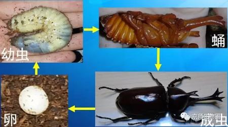 為什么獨(dú)角仙總是喜歡打架?