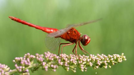 你知道蜻蜓有多少只眼睛嗎？