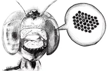 你知道蜻蜓有多少只眼睛嗎？