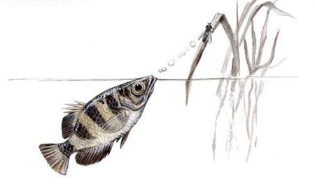 射水魚如何射中獵物？