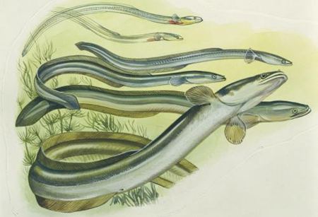 鰻鱺為什么要到海洋中去