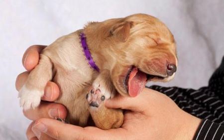 動(dòng)物打哈欠是什么意思?