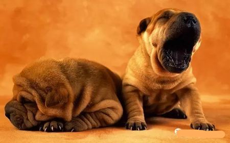 動(dòng)物打哈欠是什么意思?