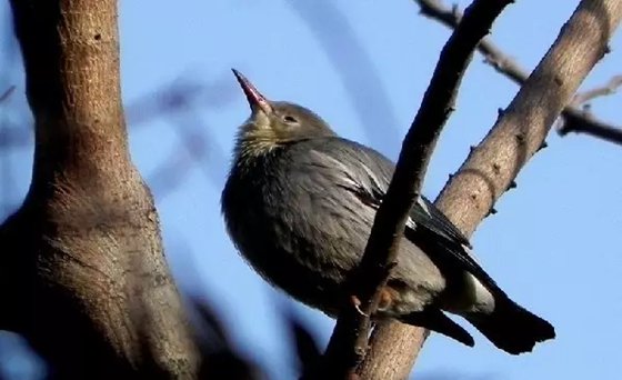 為什么鳥睡覺的時候經常眨眼?