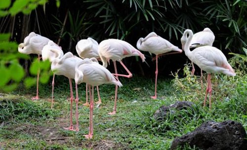 鶴為什么要用一只腳站著睡覺(jué)?