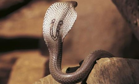 為什么眼鏡蛇發(fā)怒時(shí)脖子會(huì)變粗?