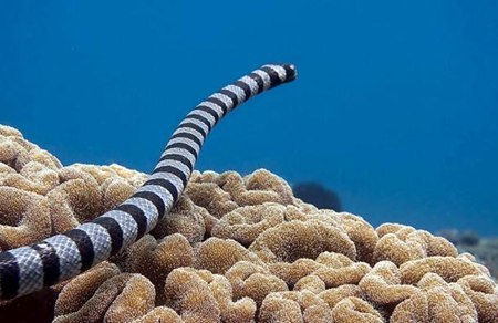 為什么眼鏡蛇發(fā)怒時(shí)脖子會(huì)變粗?