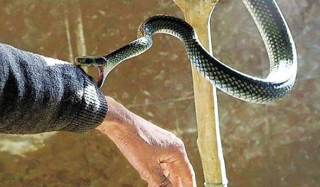 為什么眼鏡蛇發(fā)怒時(shí)脖子會(huì)變粗?