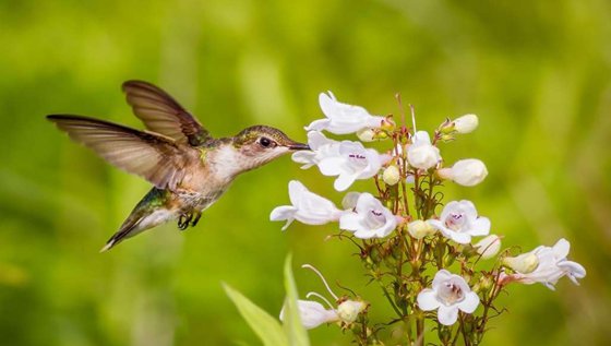 為什么蜂鳥可以倒著飛?