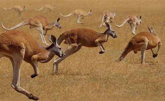 袋鼠為什么要跳著走?