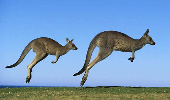 袋鼠為什么要跳著走?