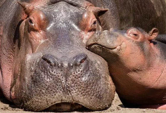為什么河馬的五官都長在頭頂上