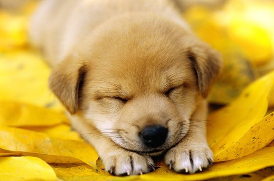 為什么狗睡覺前要繞幾個圈子?