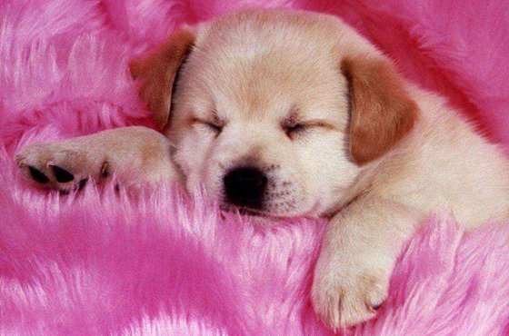 為什么狗睡覺前要繞幾個圈子?