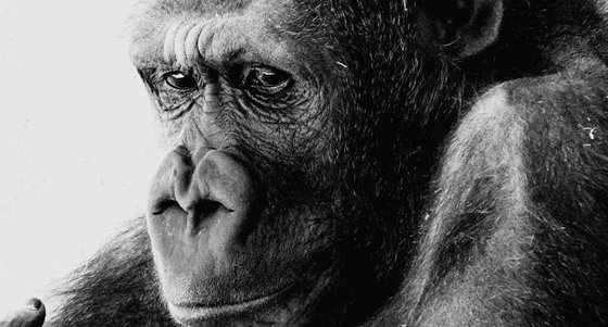 為什么類人猿不可能進化成人?