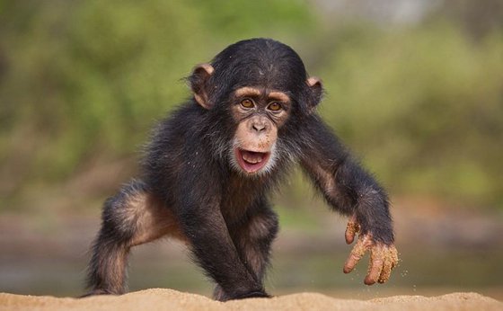 為什么類人猿不可能進化成人?