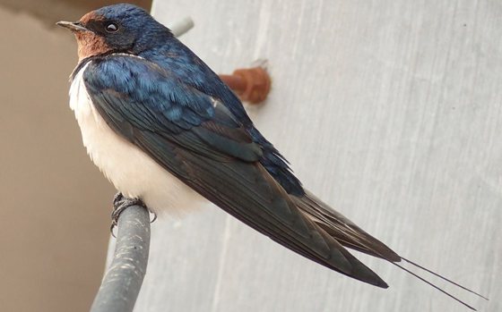 為什么說燕子是捕蟲能手,燕子一天能捕多少害蟲