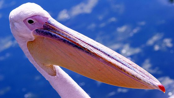 鵜鶘是什么鳥,你了解鵜鶘嗎