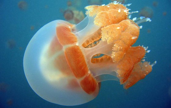 為什么海蜇會蟄人