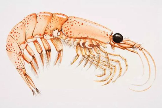 為什么說南極磷蝦是未來食品?