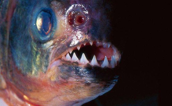 為什么食人魚能吃人,食人鯧真的吃人嗎