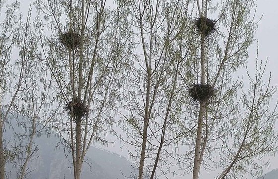 鳥認識自己的蛋嗎,為什么有的鳥不認識自己的蛋