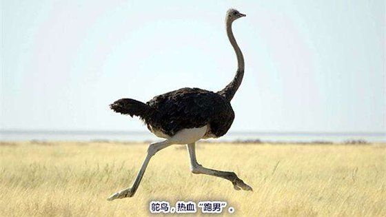 為什么有些鳥不會飛