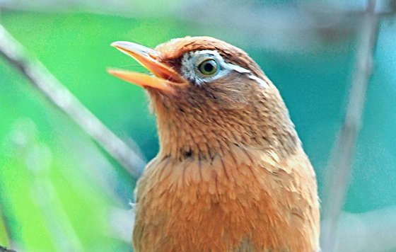 鳥兒為什么春天唱歌,為什么春天鳥叫特多