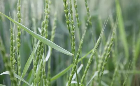 為什么雜草的生命力特別頑強