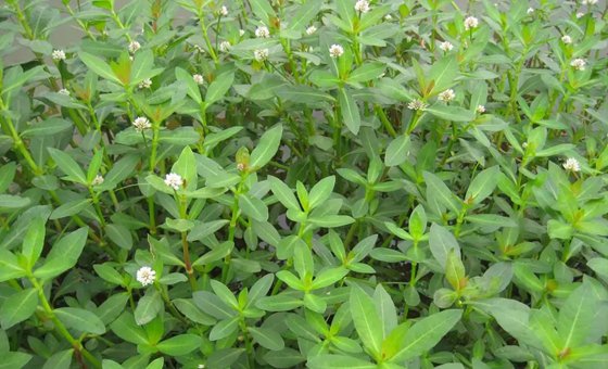 為什么雜草的生命力特別頑強