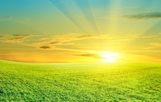 為什么植物需要空氣,植物離不開空氣的原因