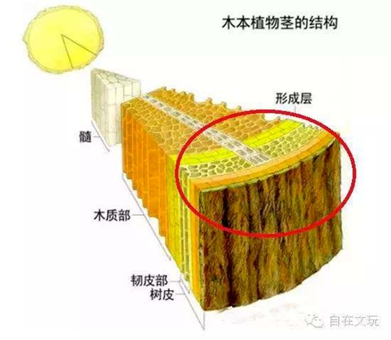為什么竹子長不粗,竹子只長高不長粗的原因