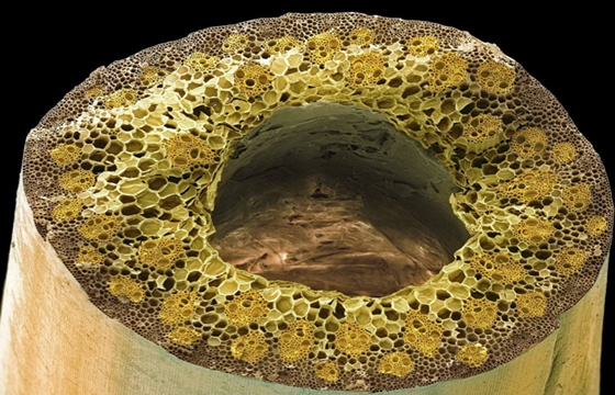 為什么竹子長不粗,竹子只長高不長粗的原因