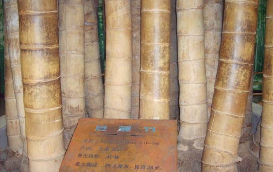 為什么竹子長不粗,竹子只長高不長粗的原因