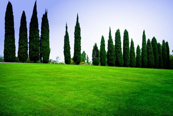 柏樹是什么樹,柏樹有哪些特點