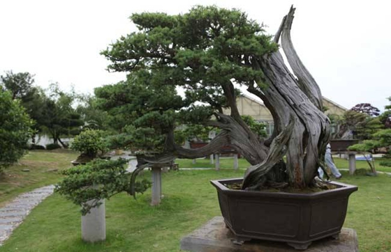 柏樹是什么樹,柏樹有哪些特點