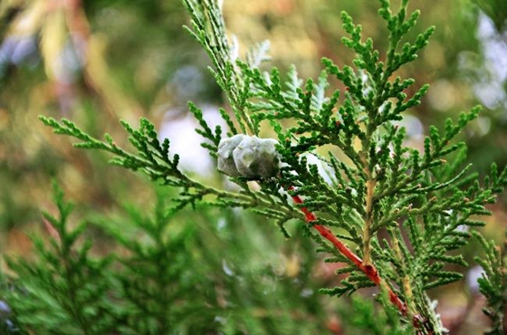 柏樹是什么樹,柏樹有哪些特點