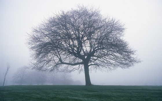 喬木與灌木的區別,什么是喬木,什么是灌木