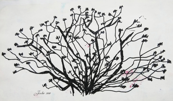 喬木與灌木的區別,什么是喬木,什么是灌木