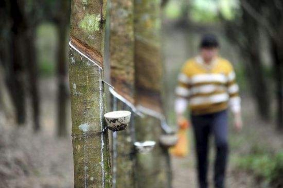 為什么割橡膠要在清晨開(kāi)始