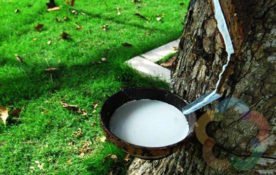 為什么割橡膠要在清晨開(kāi)始